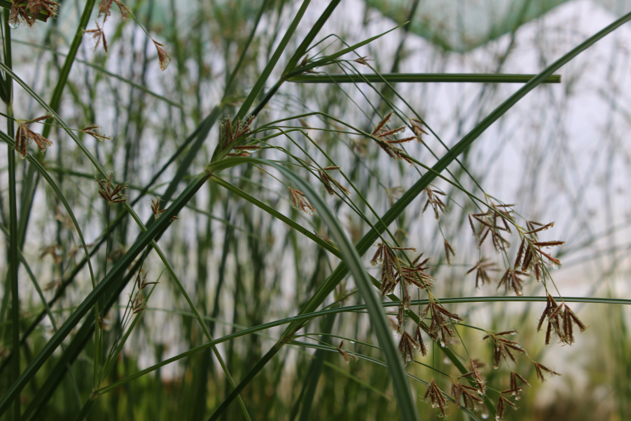 Cyperus-longushsLbuKDfDJmah Zyperngras, Cyperus longus