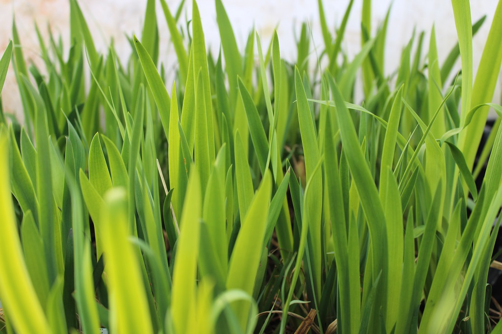 Iris versicolor - Verschiedenfarbige Sumpf- Schwertlilie