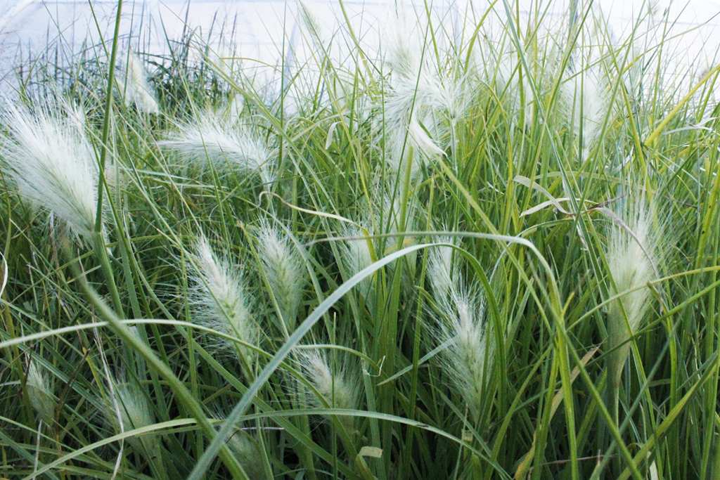 pennisetum-villosum Wolliges Federborstengras, Pennisetum villosum
