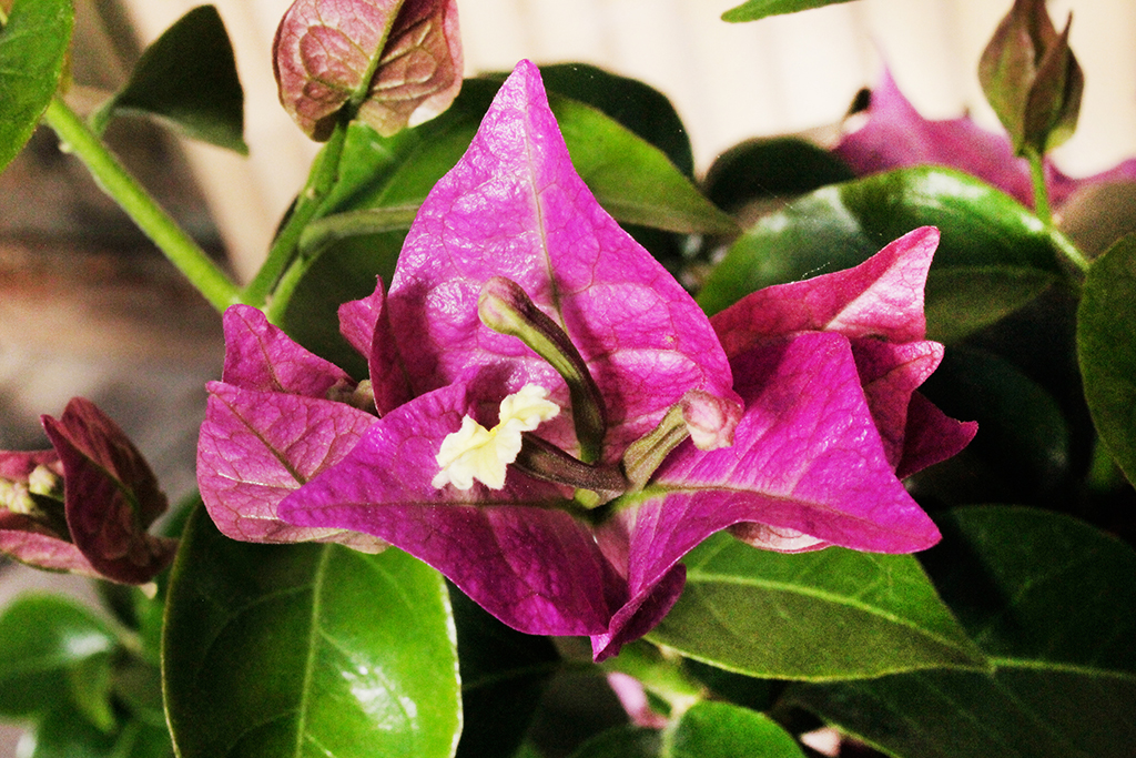 Drillingsblume - Bougainvillea glabra Sanderiana