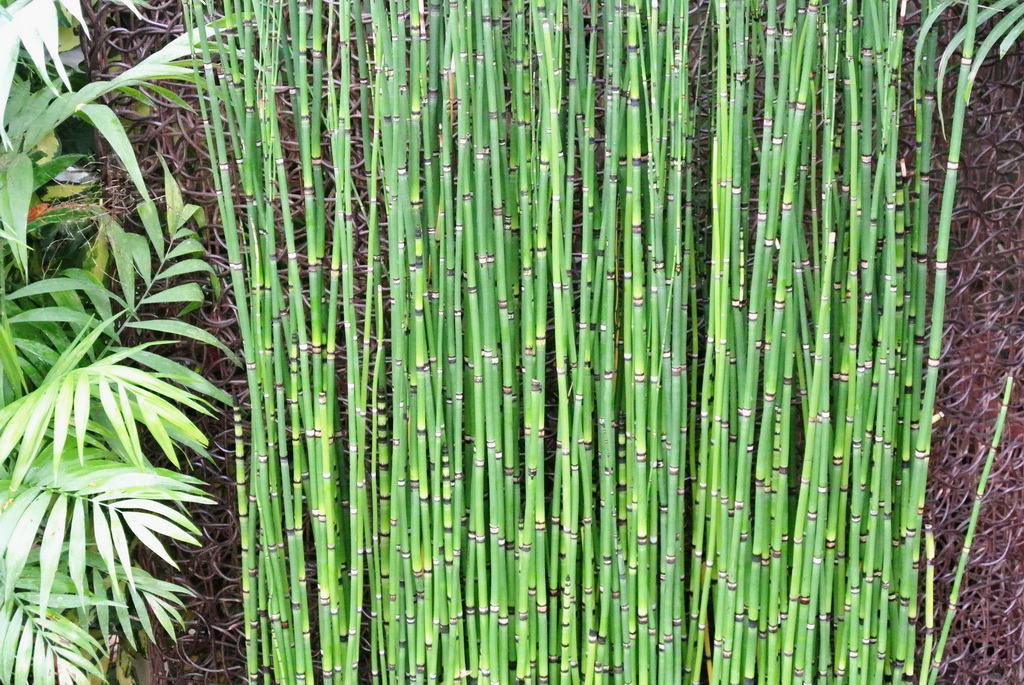 Schachtelhalm Riesenschachtelhalm, Equisetum hyemale var. robustum