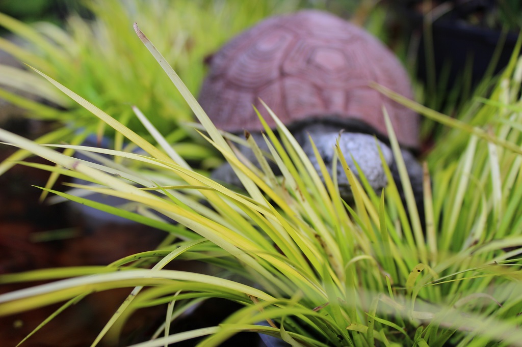 Acorus-Hakuro-Nishiki3 Grasartiger Garten-Kalmus, Acorus gramineus Ogon