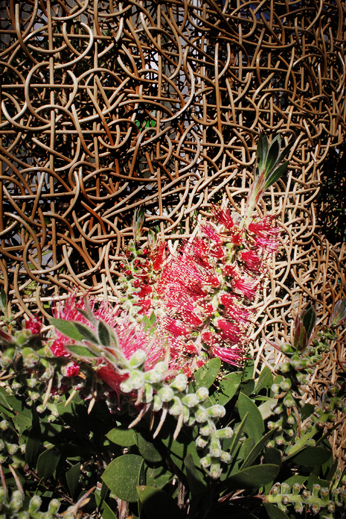 Callistemon4 Zylinderputzer, Callistemon citrinus