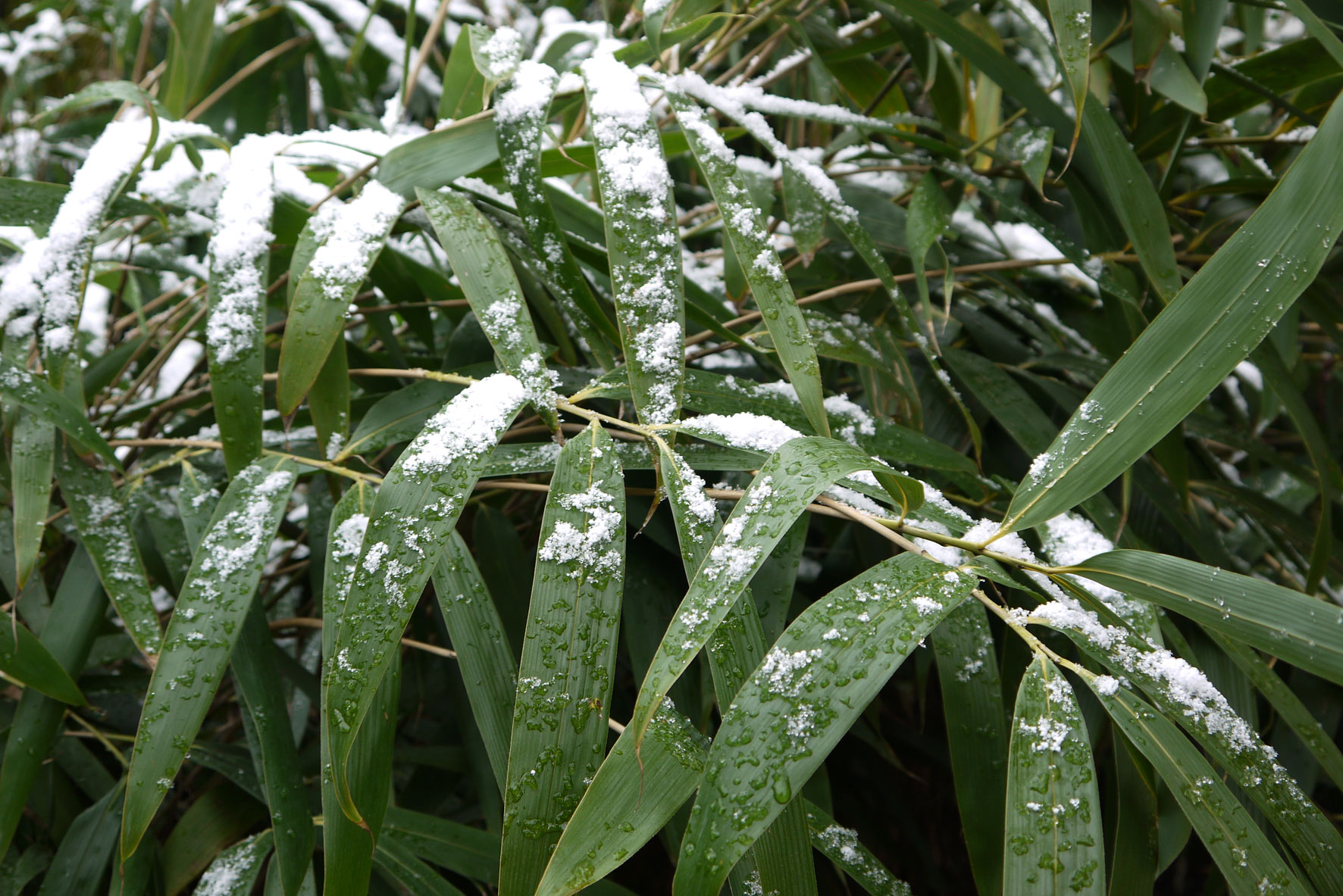 bambusblaetter-im-schnee