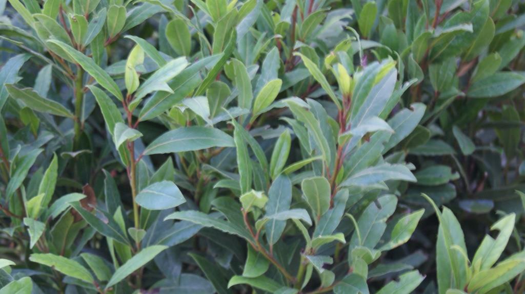 laurus-nobilis-lorbeer Lorbeer, Laurus nobilis