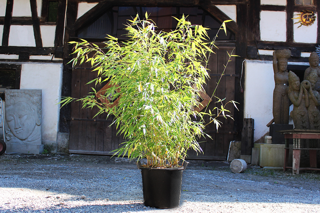 IMG_0003dPs71oW5SUs06 Fargesia robusta Robusta