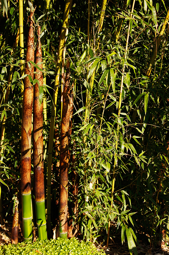 z_MG_0017-Phyllostachys-Vivax-HuangwhenzugY3lGCPqn6nIe