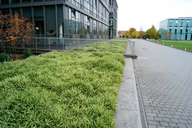 bodendeckerbambus-variegata Zwergbambus Pleioblastus fortunei Variegata