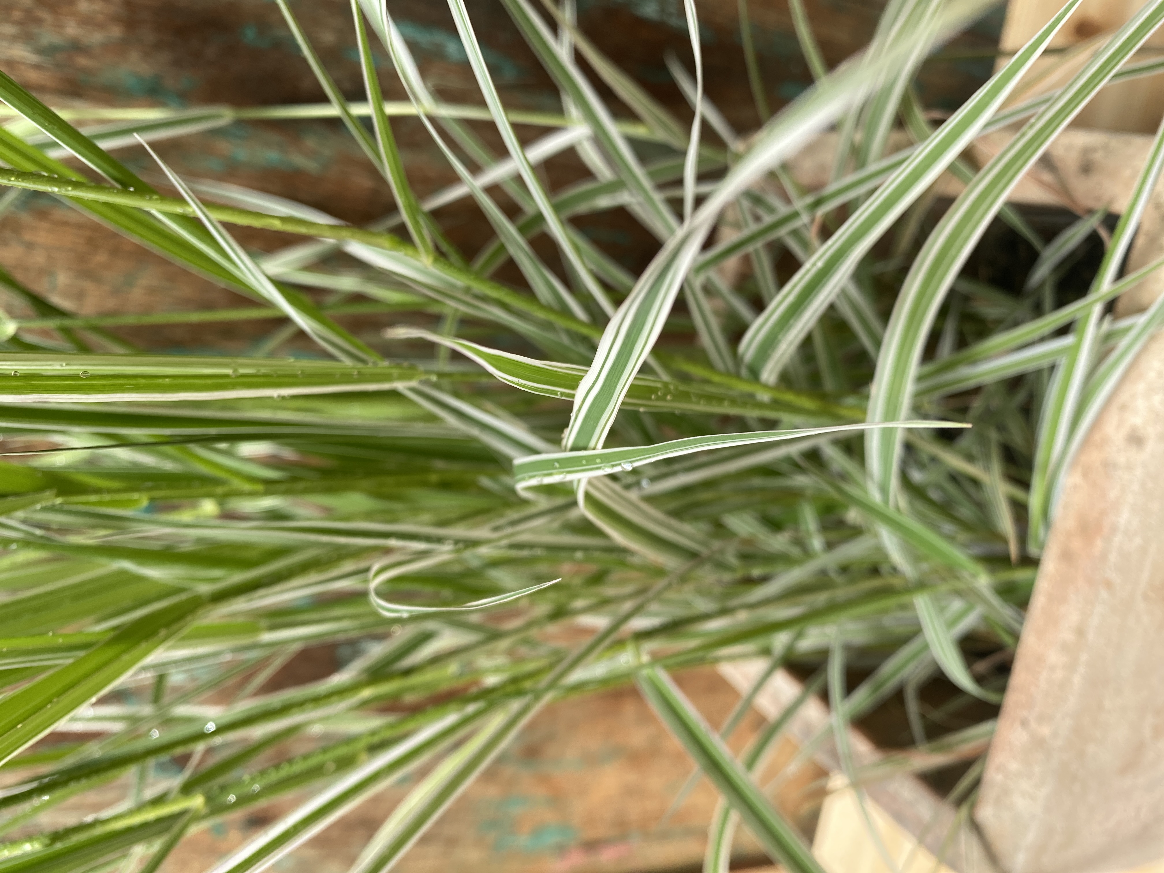 Buntblättriges Gartensüßgras, Glyceria maxima Varigata