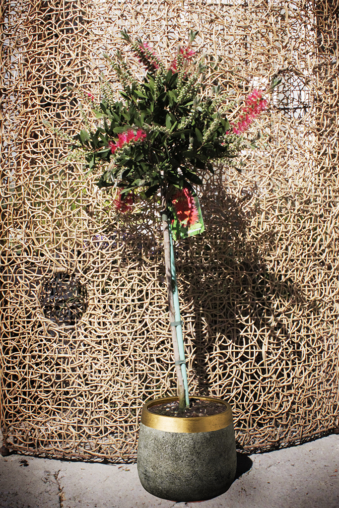 Callistemon Zylinderputzer, Callistemon citrinus