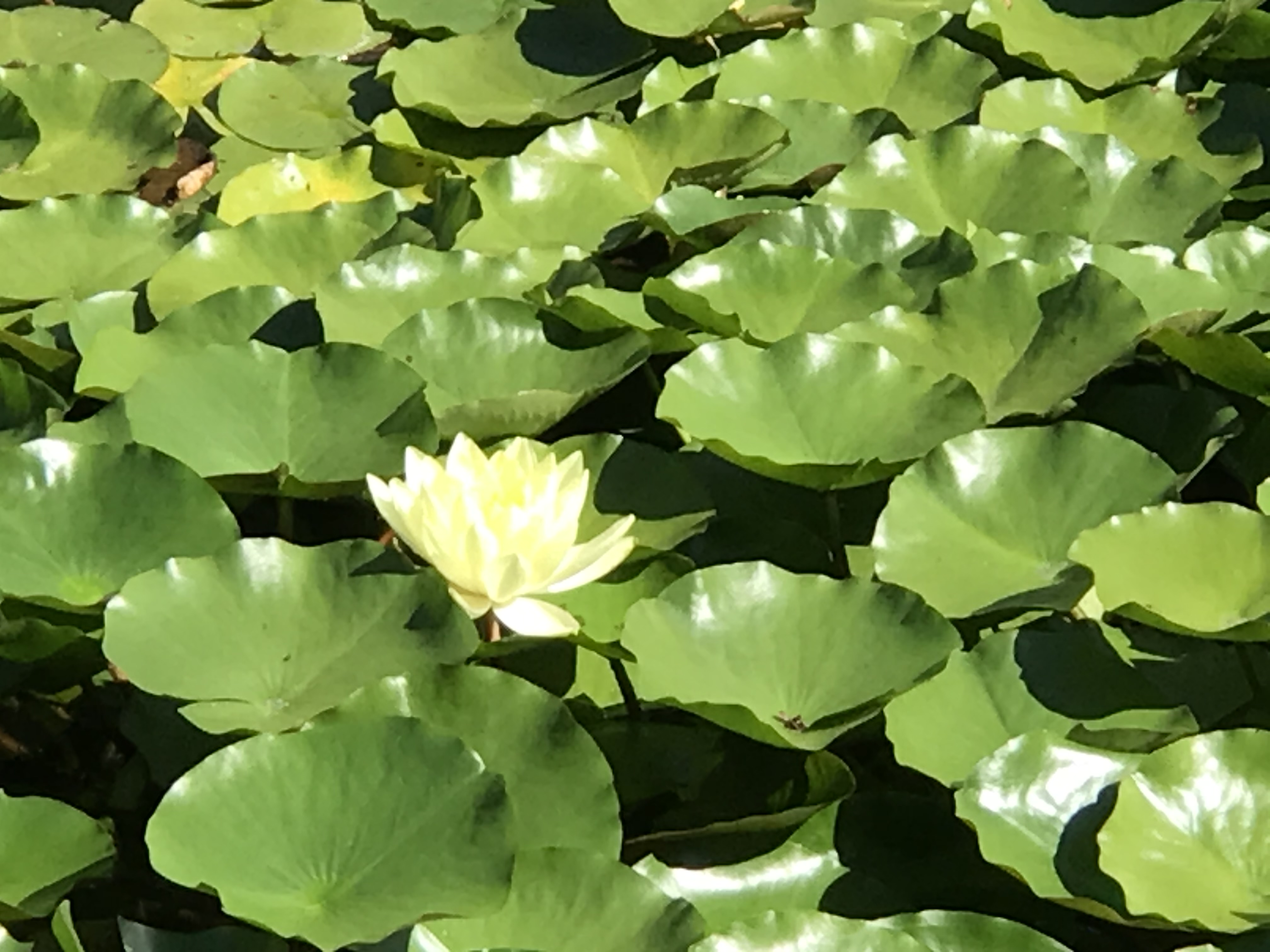 Seerose-gelb Nymphaea x cult.Joey Tomocick, gelbe Seerose