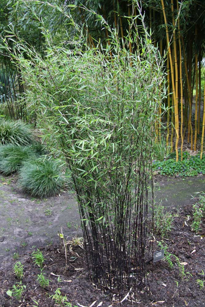 Bambus-fargesie-nitida-jiuzhaigou-Deep-Purple-struik_Bambuswald Fargesia jiuzhaigou Deep Purple