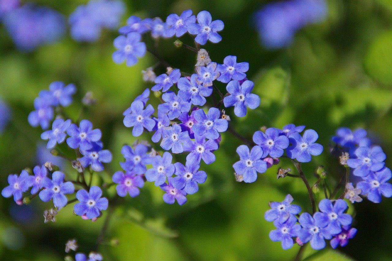 Kaukasusvergissmeinnicht - Brunnera macrophylla