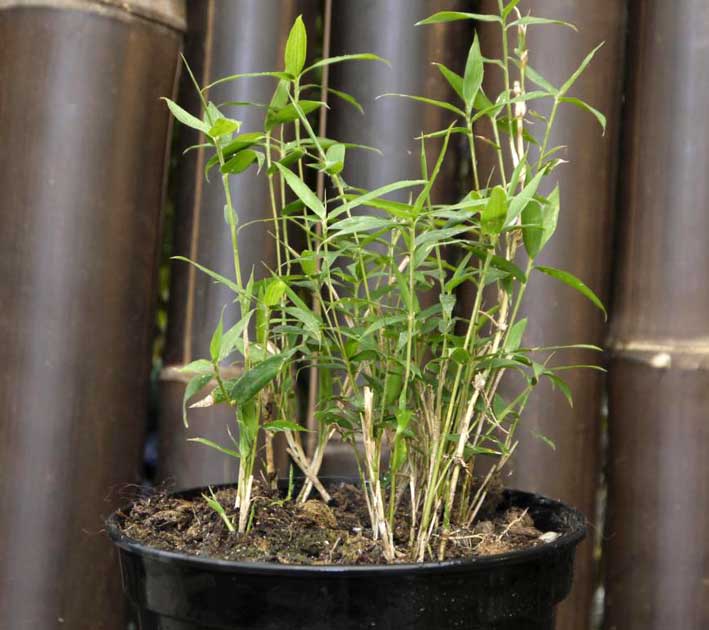 pleioblastus-pygmaeus-bambuswald-1 Zwergbambus Pleioblastus pygmaeus