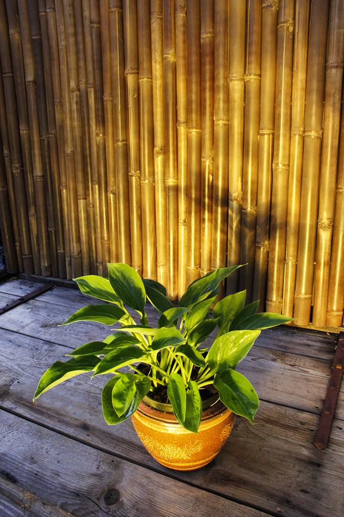 _MG_0041TCK2fJj6nTJ5x Hyazinthen-Funkie - Hosta fortunei Hyacinthina