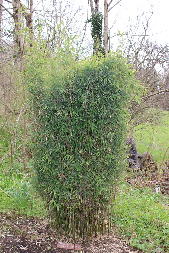 Malachite-Monkey Fargesia Malachite Monkey