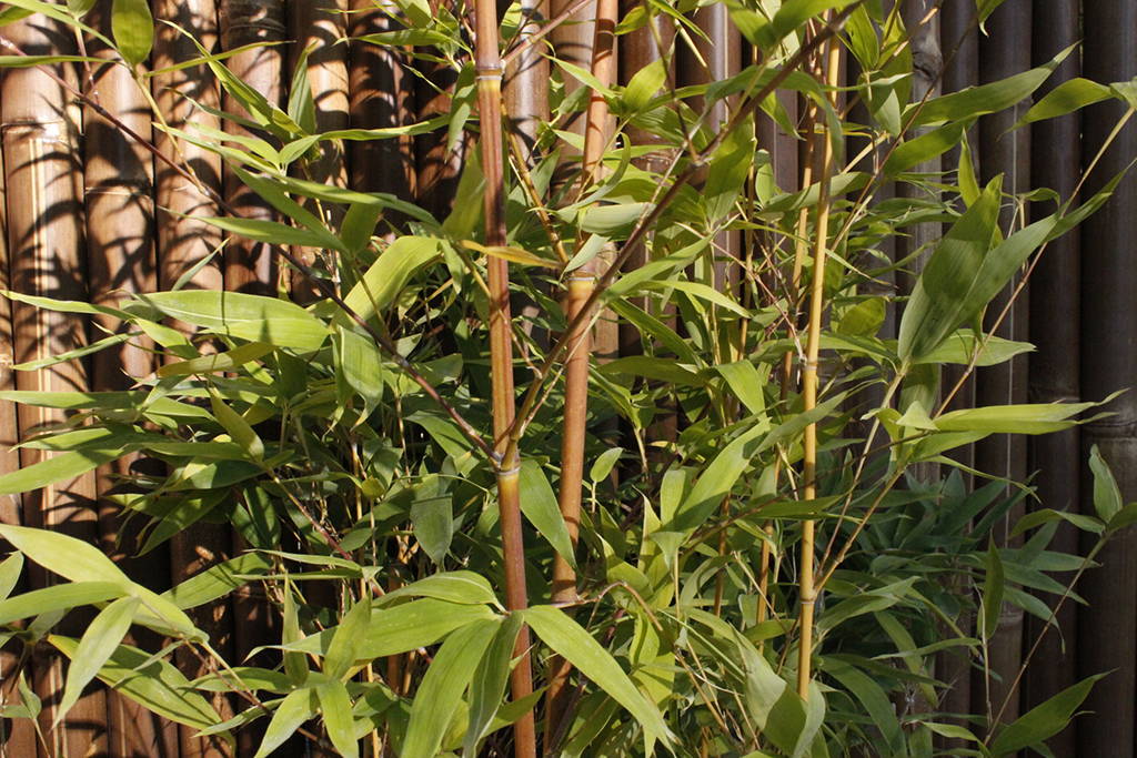 detail-holo Orangerohr Bambus - Phyllostachys aurea holochrysa