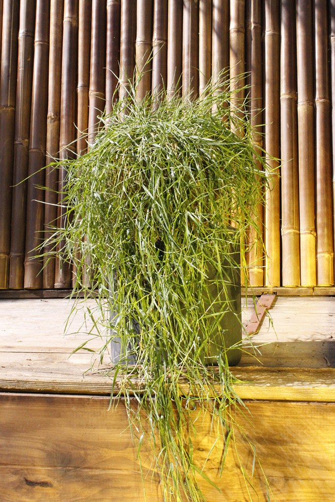Hänge-Bambus, Agrostis stolonifera
