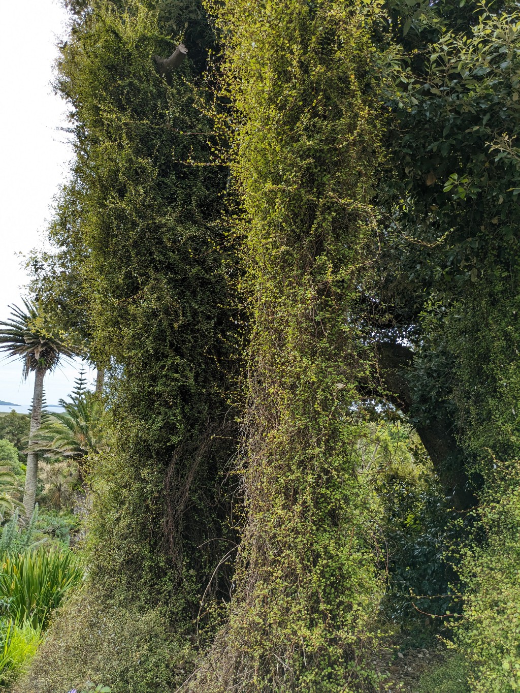 Muehlenbeckia2bkLVhoL5D8GIu Mühlenbeckie, Muehlenbeckia complexa