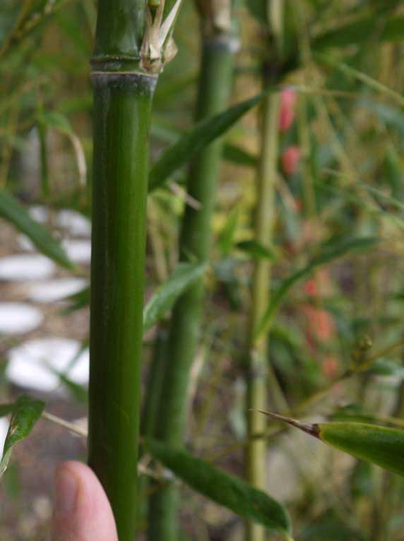 phyllostachys-humilis-bambuswald-4