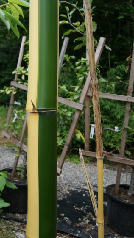 DSC07477-800x450 Zauber Bambus, Phyllostachys vivax Aureocaulis