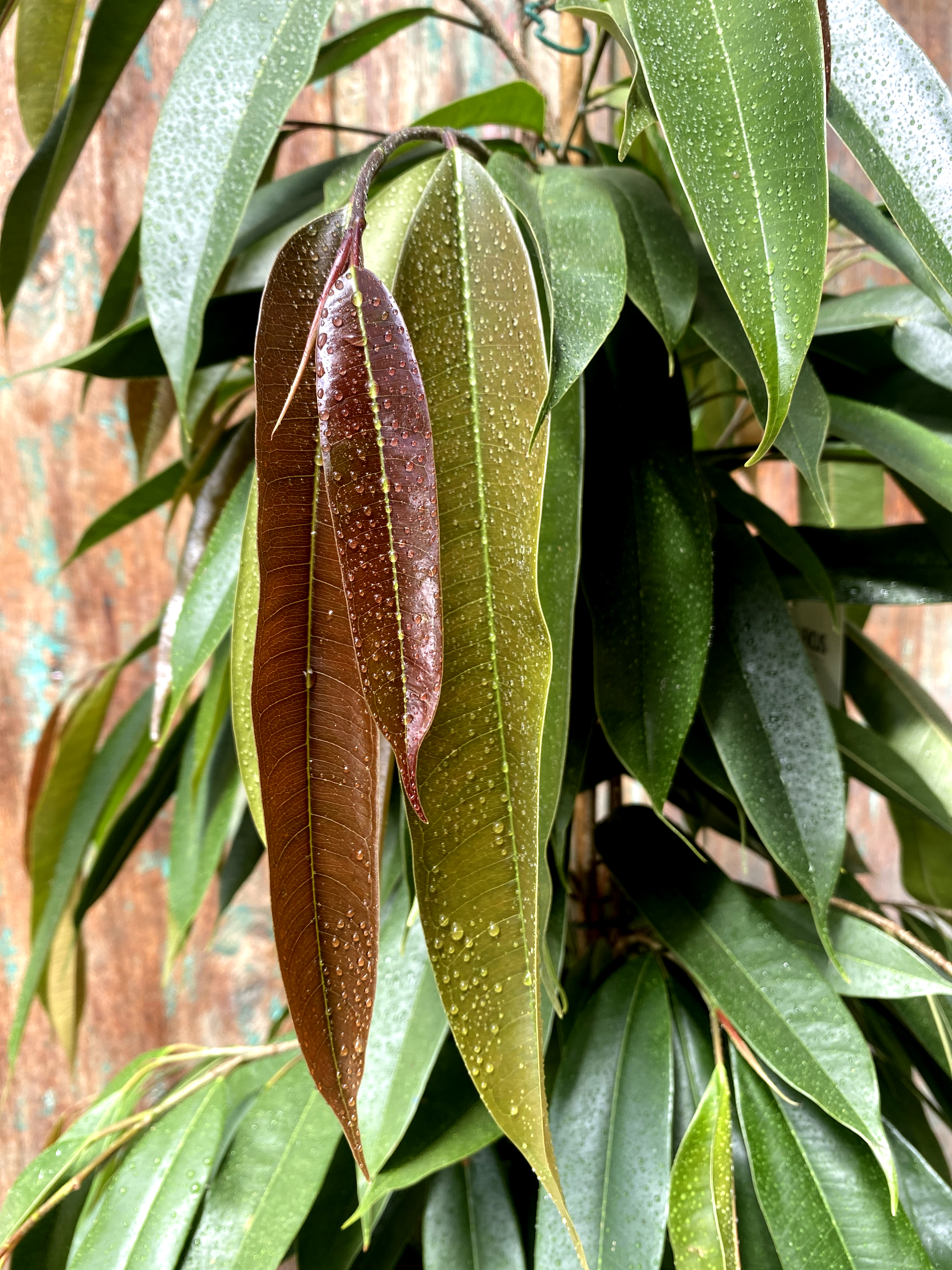 Ficus langifolia