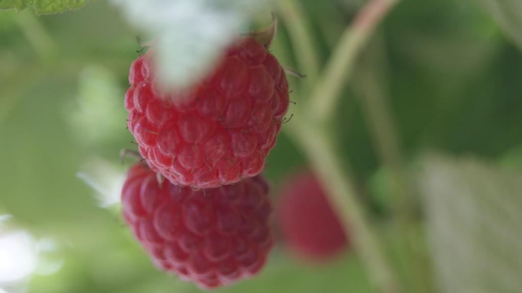 himbeer-fruchbeeren-7-90-3-5-liter Himbeere Himbo Top