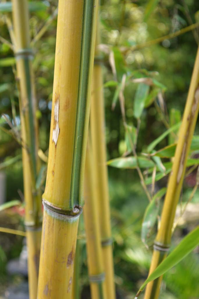 phyllostachys-aureosulcata-spectabilis-01-bambuswald-201250e8605714355 Zick -  Zack Bambus , Phyllostachys aureosulcata spectabilis