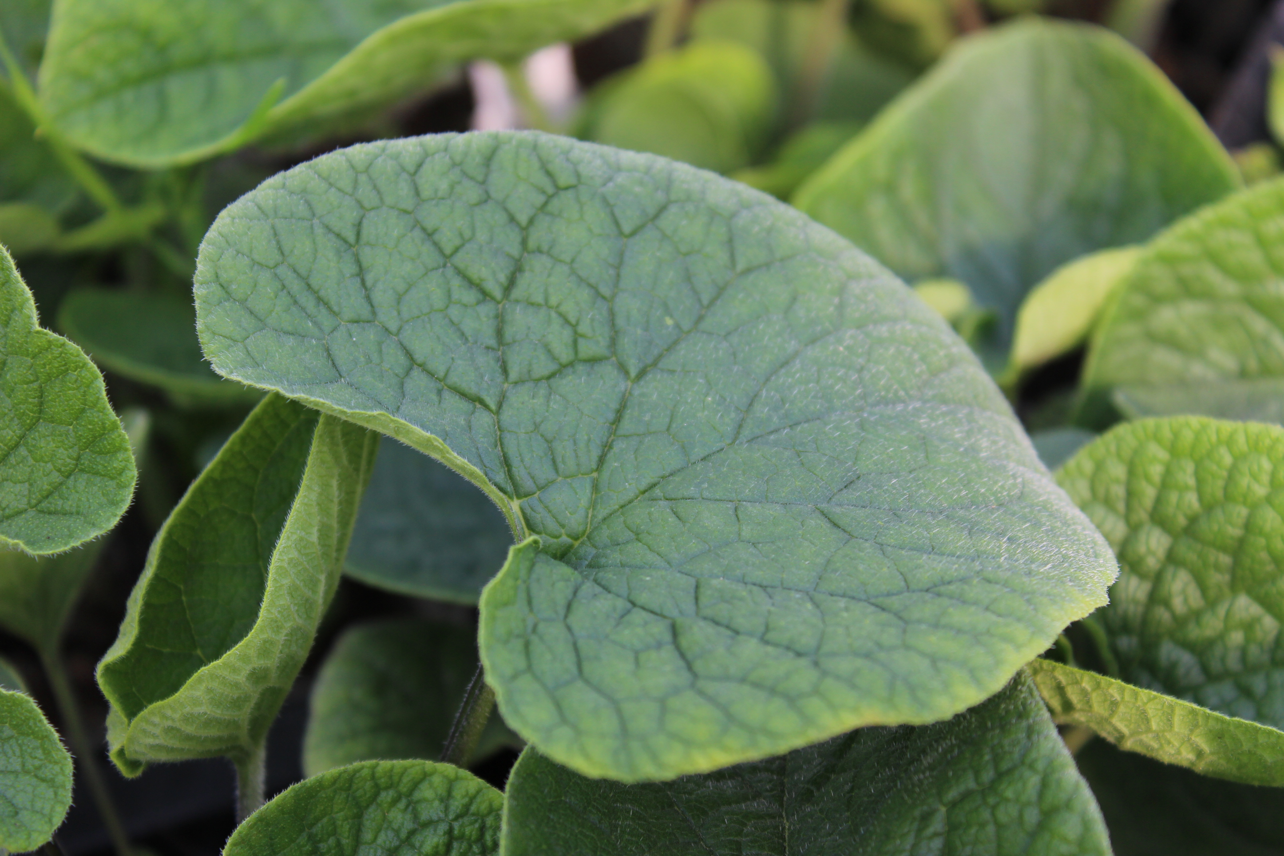 Kaukasusvergissmeinnicht - Brunnera macrophylla
