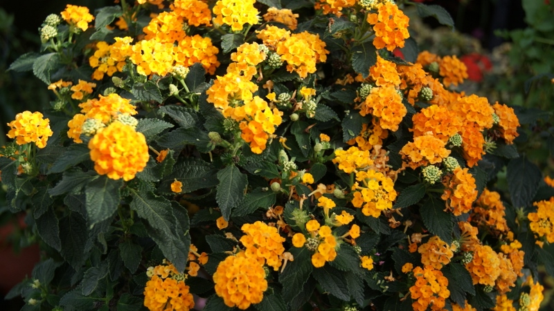 lantana Wandelröschen, Lantana camara