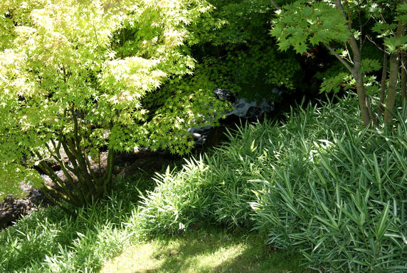 pleioplastus-fortunei-variegatus-ahorn-begleitgrn Zwergbambus Pleioblastus fortunei Variegata