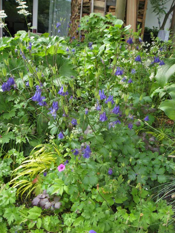 Akelei, Aquilegia vulgaris