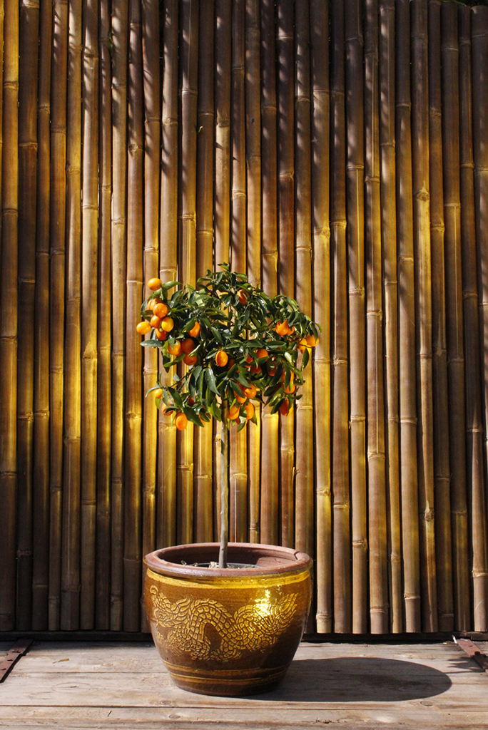 _MG_0038 Citrofortunella mitis, Calamondin