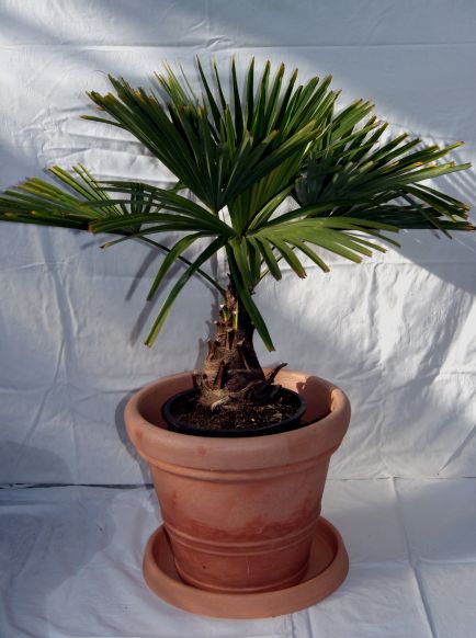 trachycerpos_fortunei_5-6l Winterharte Hanfpalme, Trachycarpus fortunei