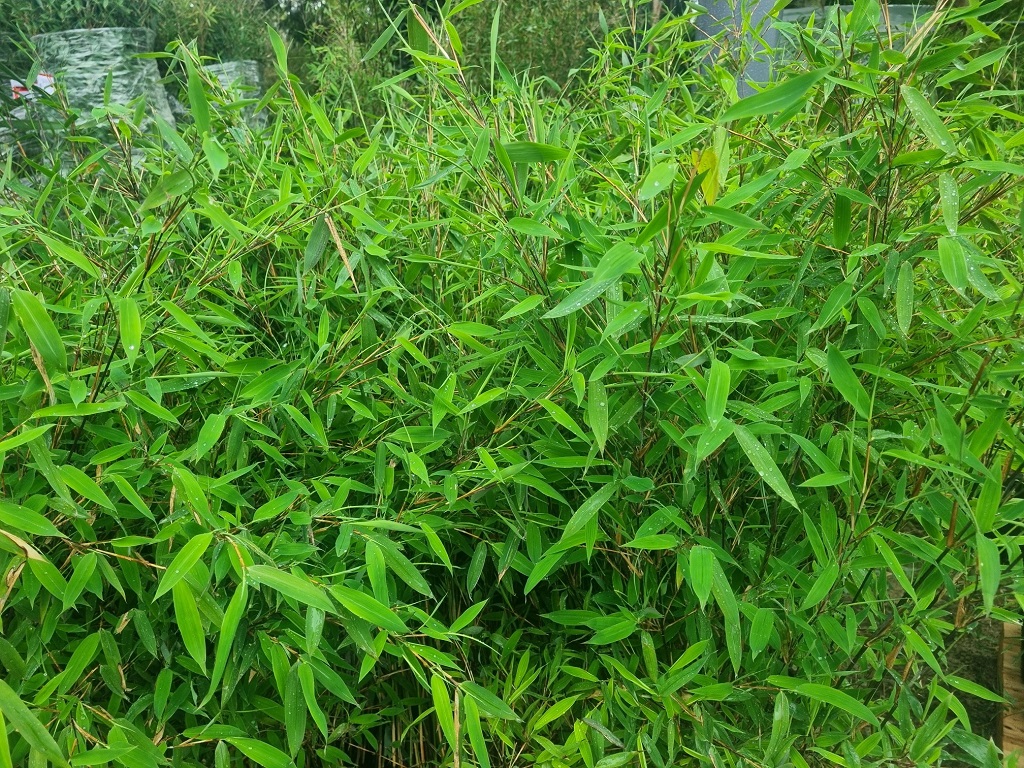 Black-Pearl Schwarzer Schirmbambus, Fargesia nitida Black Pearl