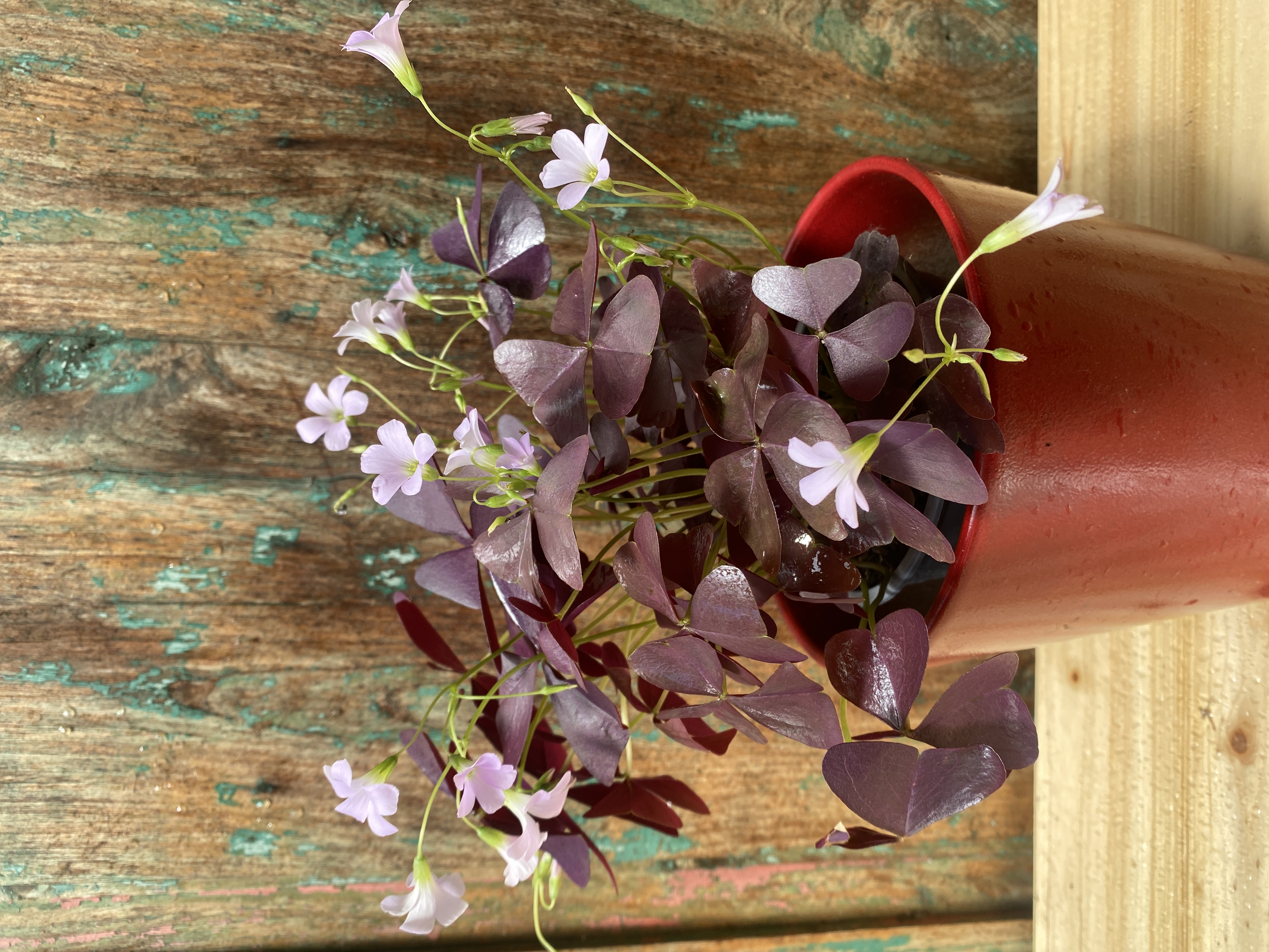 Roter Klee "Oxalis triangularis"