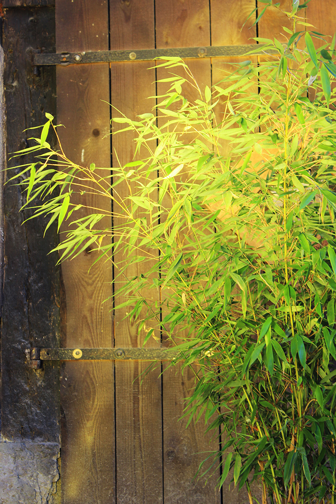 IMG_0021aH9cf2vvyEk4Q Fargesia robusta Robusta