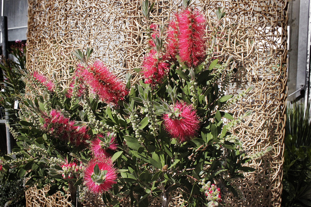 Callistemon2 Zylinderputzer, Callistemon citrinus