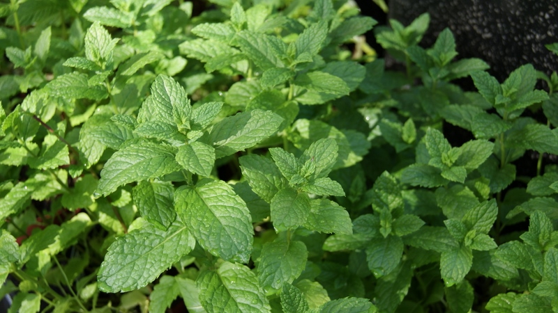Marokkanische Minze, Mentha spicata var. crispa ,Marokko’