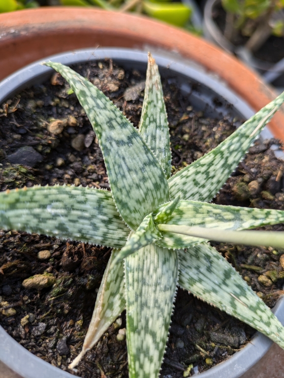 Aloe-white-fox3 Aloe white Fox