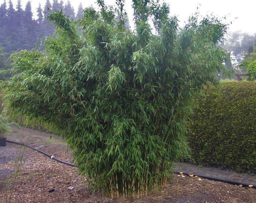 Bambus-Fargesia-species-Ivory-Ibis-S-R-3 Elfenbeinbambus, Fargesia Ivory Ibis ®