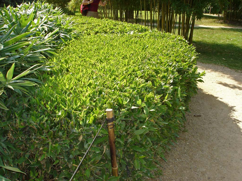 la-bambuserei-shibataea-kumasaca-2005 Kleiner Bambus Shibataea kumasaca, Mäusedorn Bambus