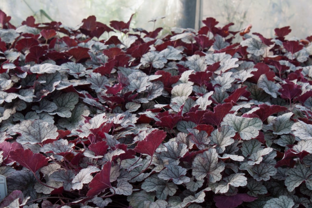 Purpurglöckchen, Heuchera x cult. Forever Purple