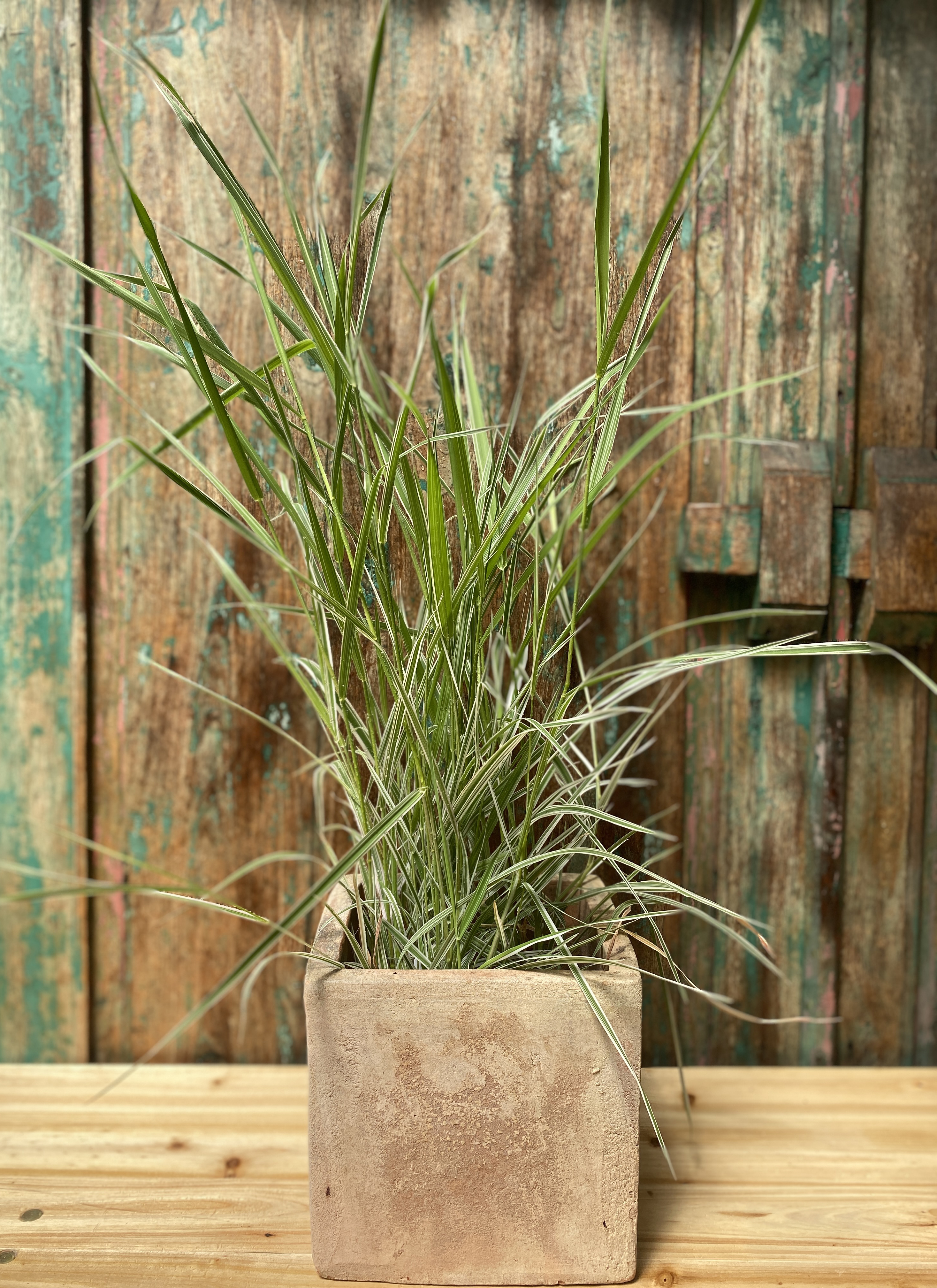 Buntblättriges Gartensüßgras, Glyceria maxima Varigata