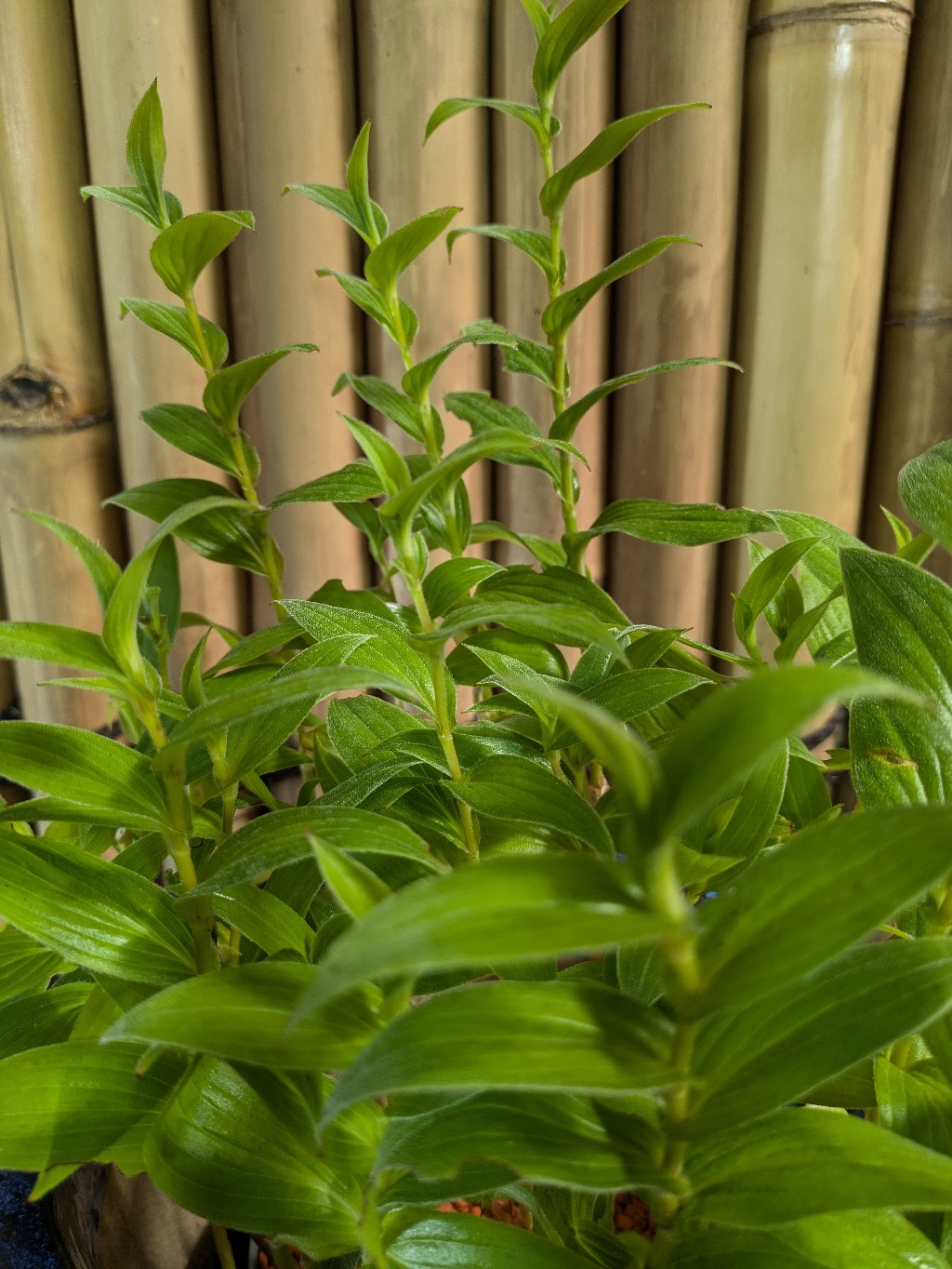 Krötenlilie, Tricyrtis formosana -Pink Freckles-