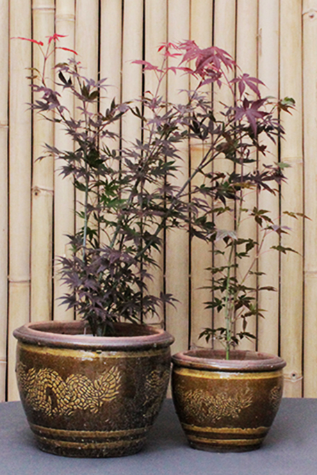 Acer-Palmatum-Atropurpureum-2XZxqfpJVqObC0 Japanischer Fächerahorn - Acer palmatum