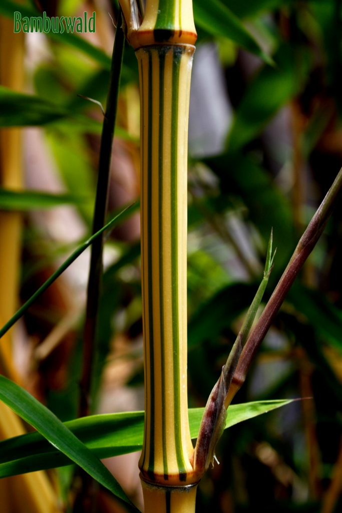 Vivax-Aureocaulis-Detail-683x1024 Zauber Bambus, Phyllostachys vivax Aureocaulis