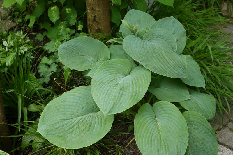 hosta-nigrescens-krossa-regal-bambuswald Große Graublatt-Funkie, Hosta nigrescens Krossa Regal