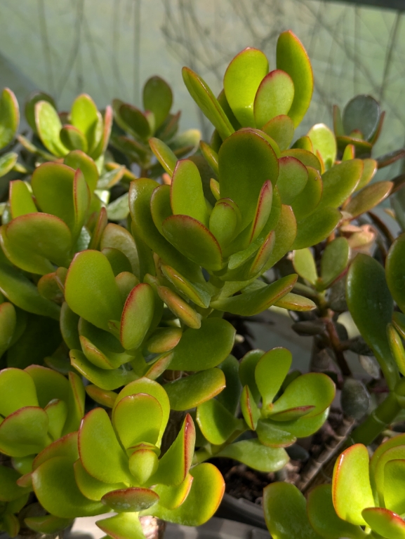 Geldbaum, Crassula ovata