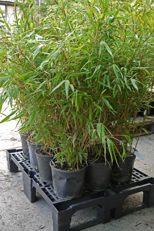 bambuswald-versandbilder-6